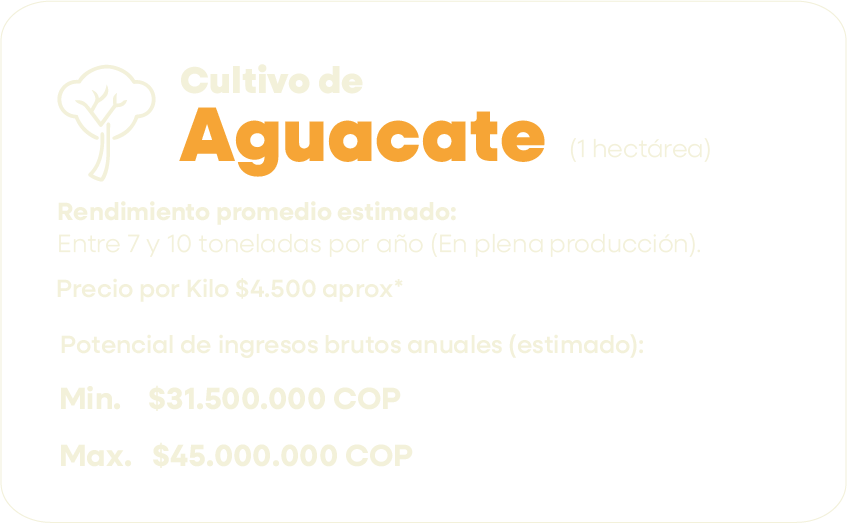 cultivo de aguacate